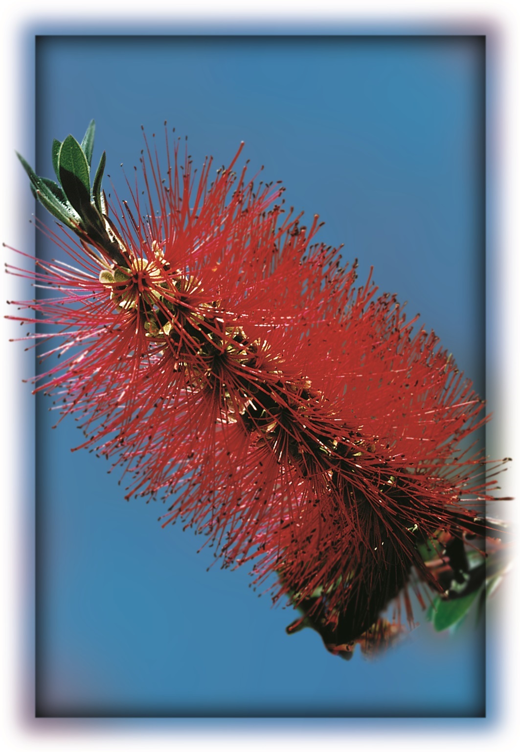 Bottlebrush jpeg